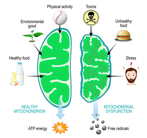 Neuro-Thrive Brain Support